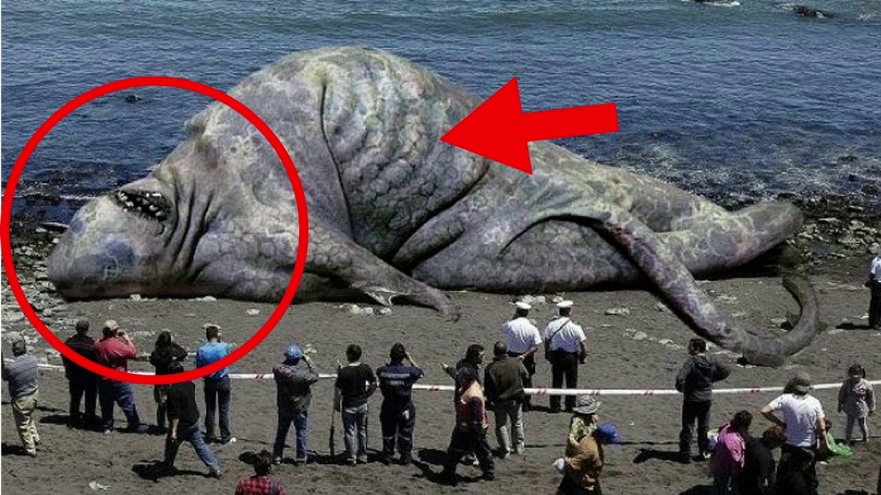 BIGGEST Sea Creatures Around The World!