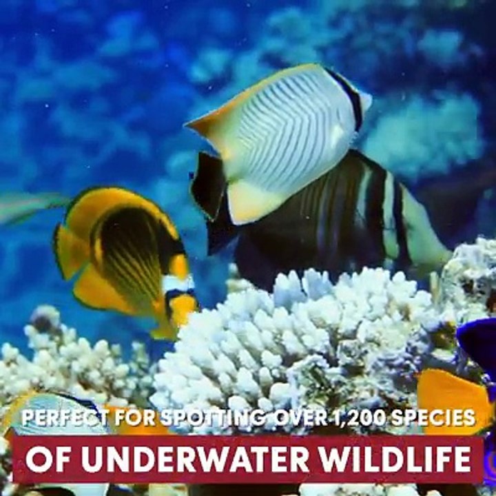 فيديو عن شركة توماس كوك البريطانية