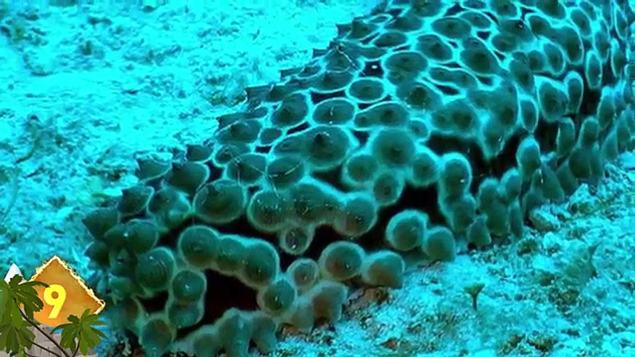 17 Amazing Animal Defense Mechanisms