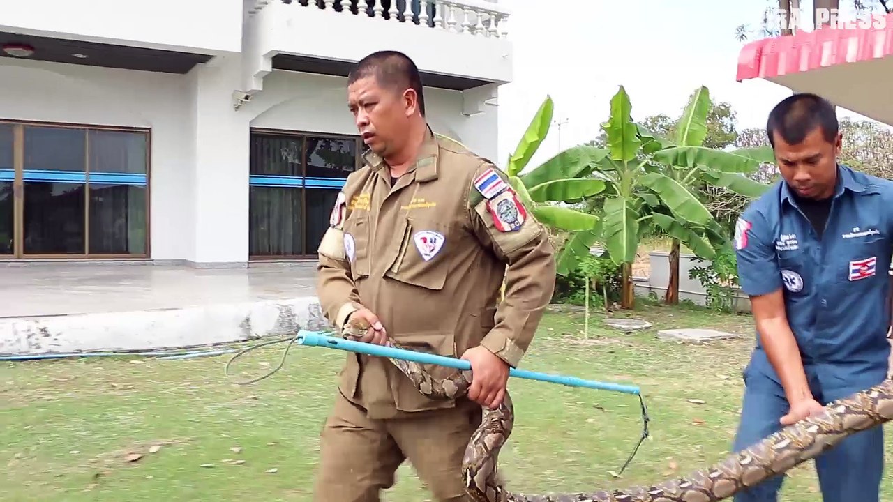 Python Caught After Finding Warm Hiding Place... In Washing Machine