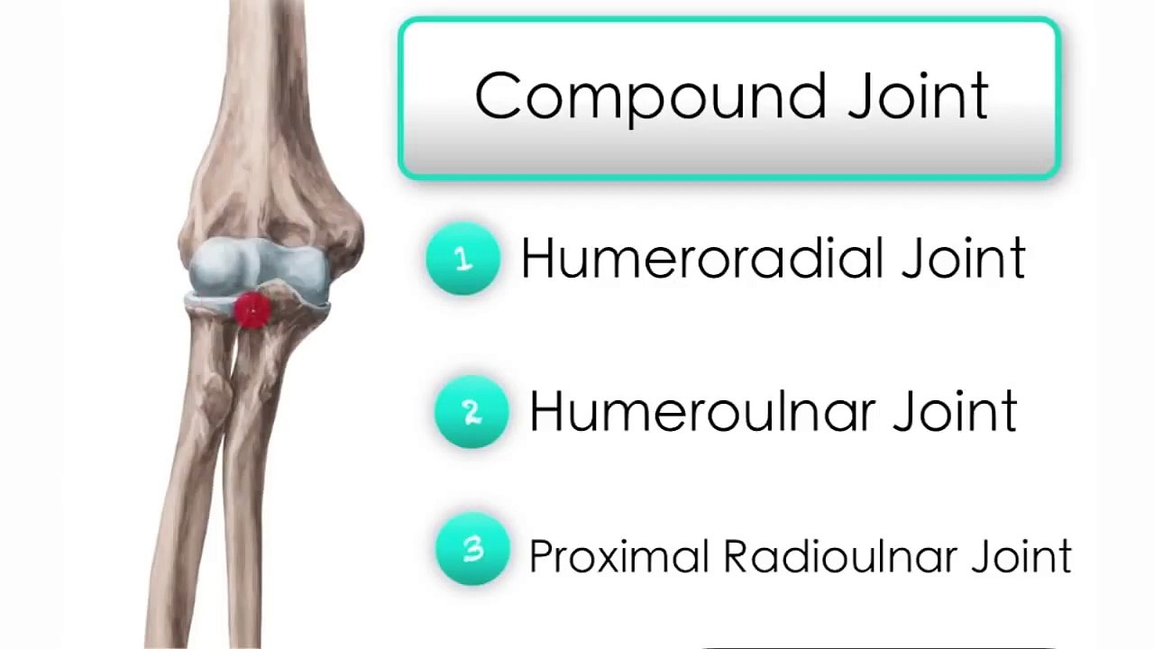 Elbow Joint - Human Anatomy | Kenhub
