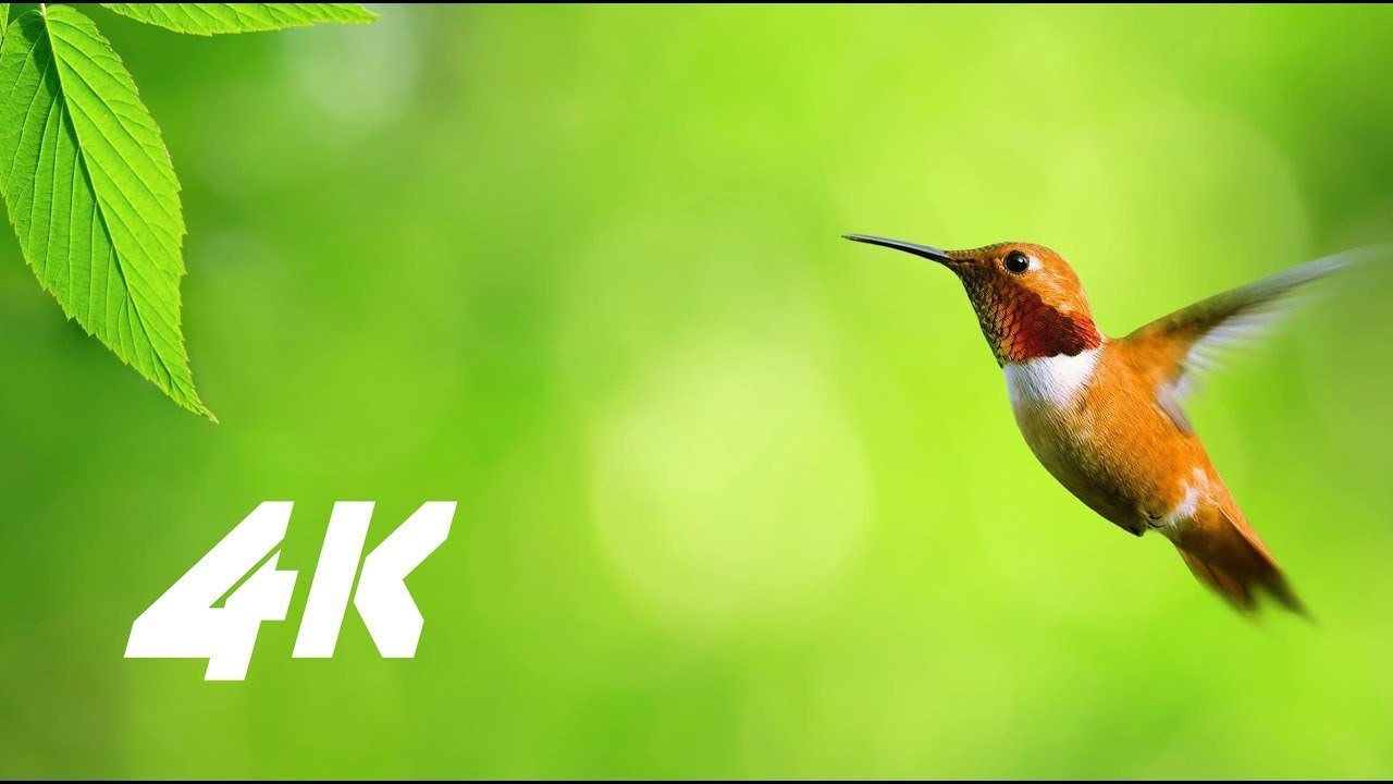 4K REAL HDR NATURE RELAXING VIDEO FOR 4K OLED TV