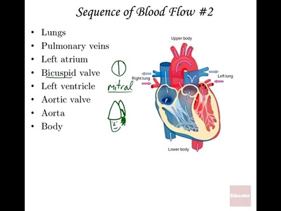 Anatomy and Physiology of The Heart