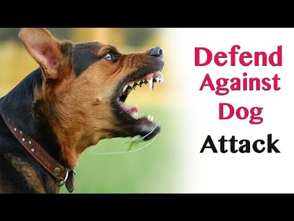 Defend against dog attack - self defence