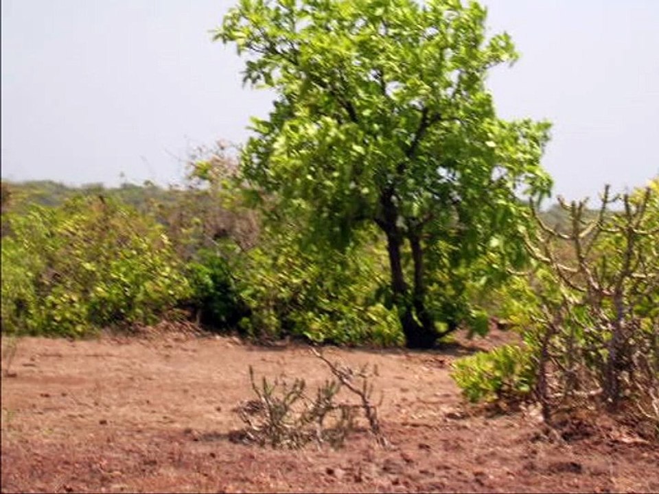 Trees | Coconut Trees | Banyan Trees | Shrubs | Big Trees