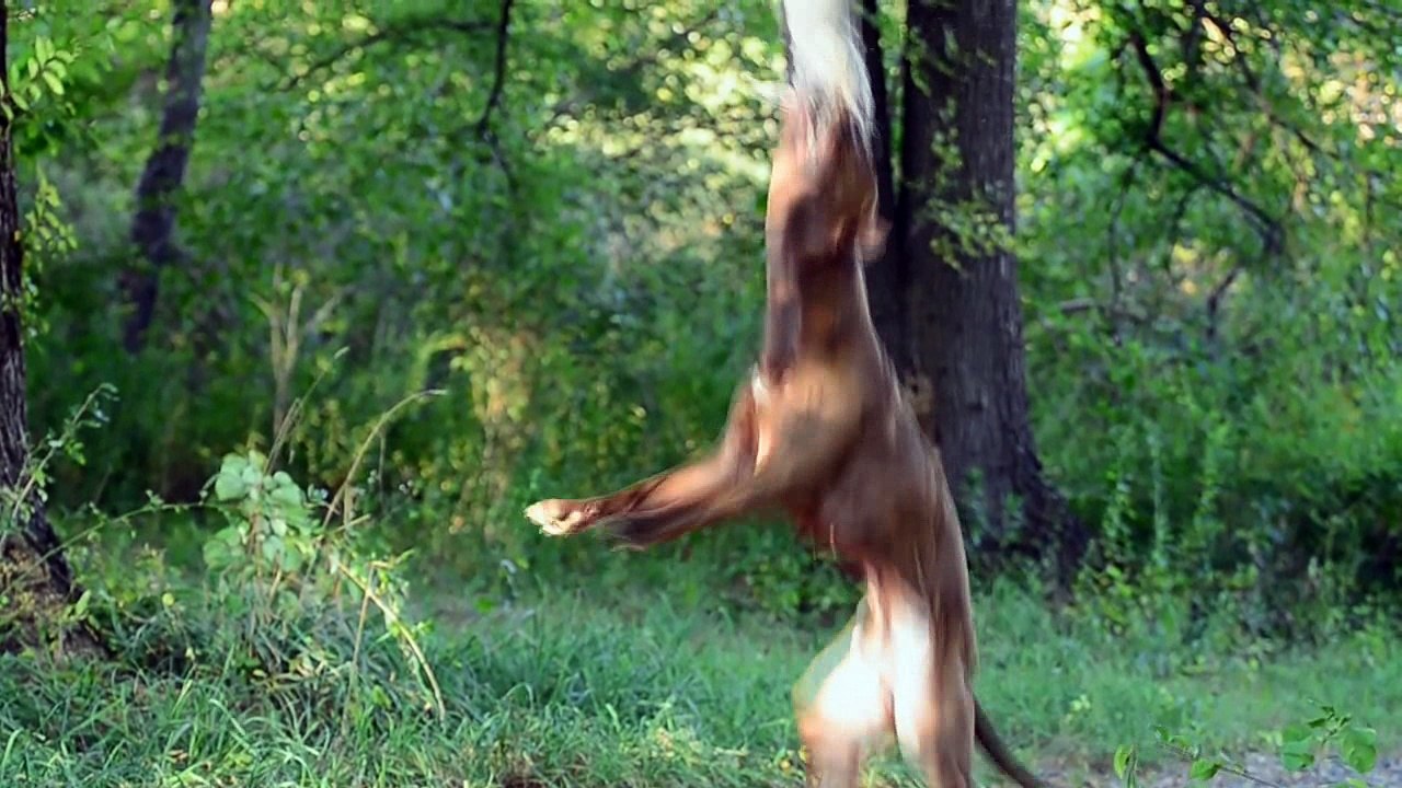 Pitbull vs American Bulldog - Difference Explained