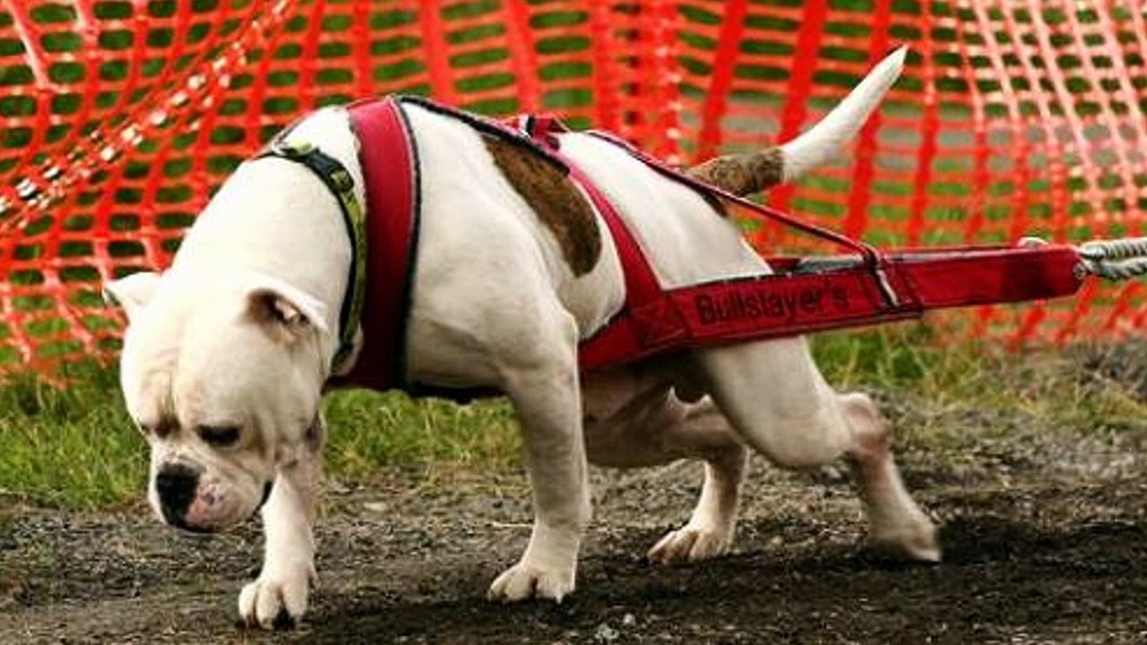 American Bulldog - Johnson vs Scott - Difference explained