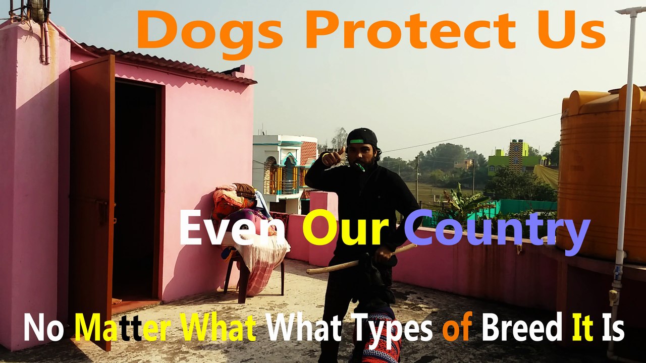Dog Protect His Family No Matter What What Types of Breed It Is - Like & Share For Human Best Friend
