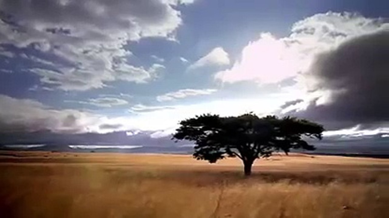 Snow Monkeys (Full Documentary)