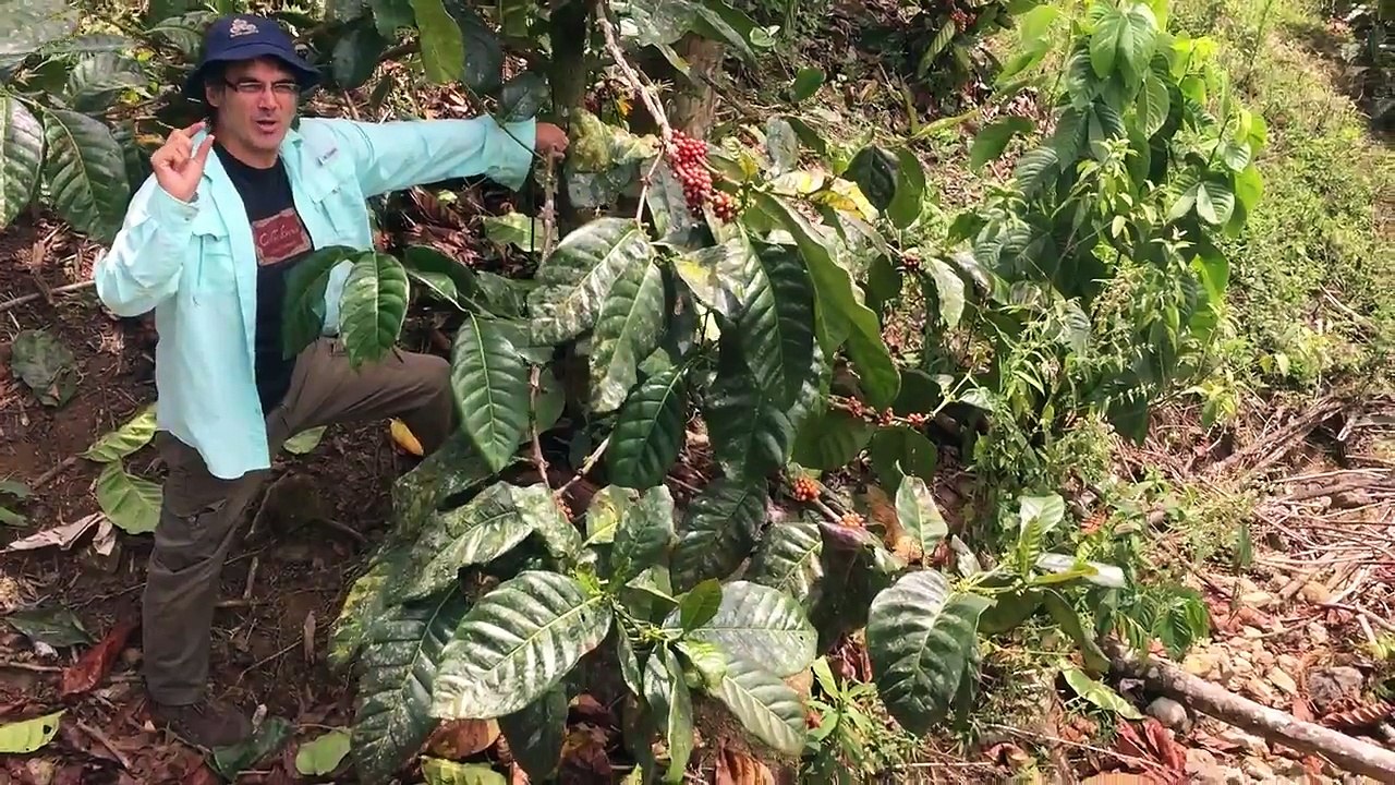 Liberica coffee plants How are they different from Arabica and Robusta