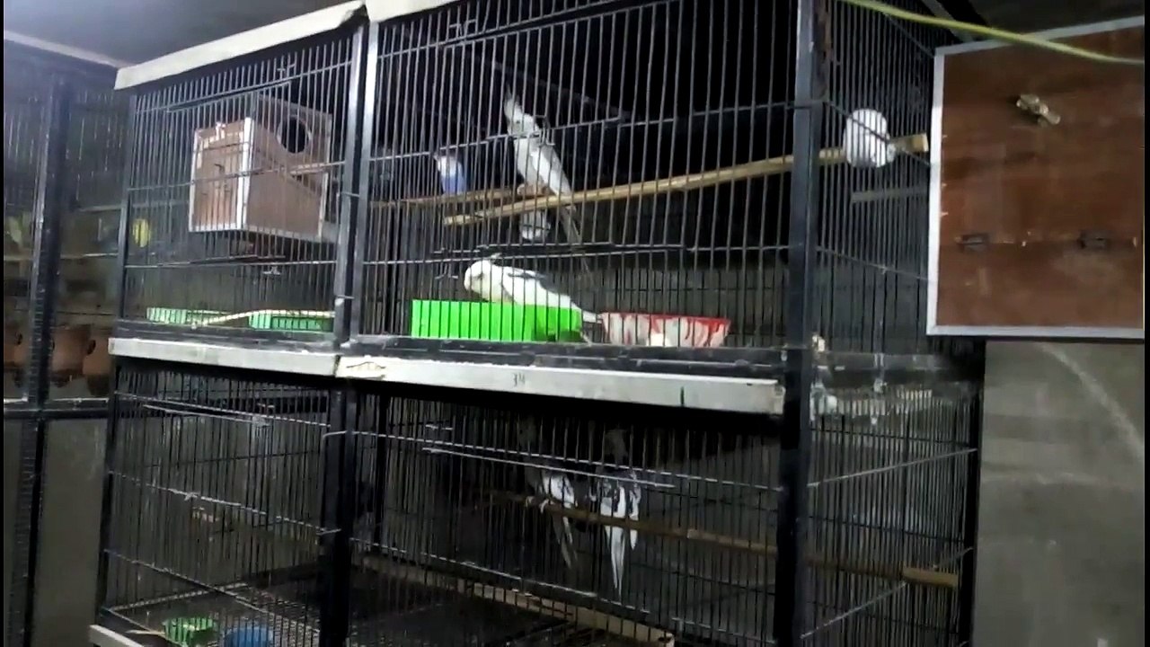 Difference Between Male and Female Cockatiels