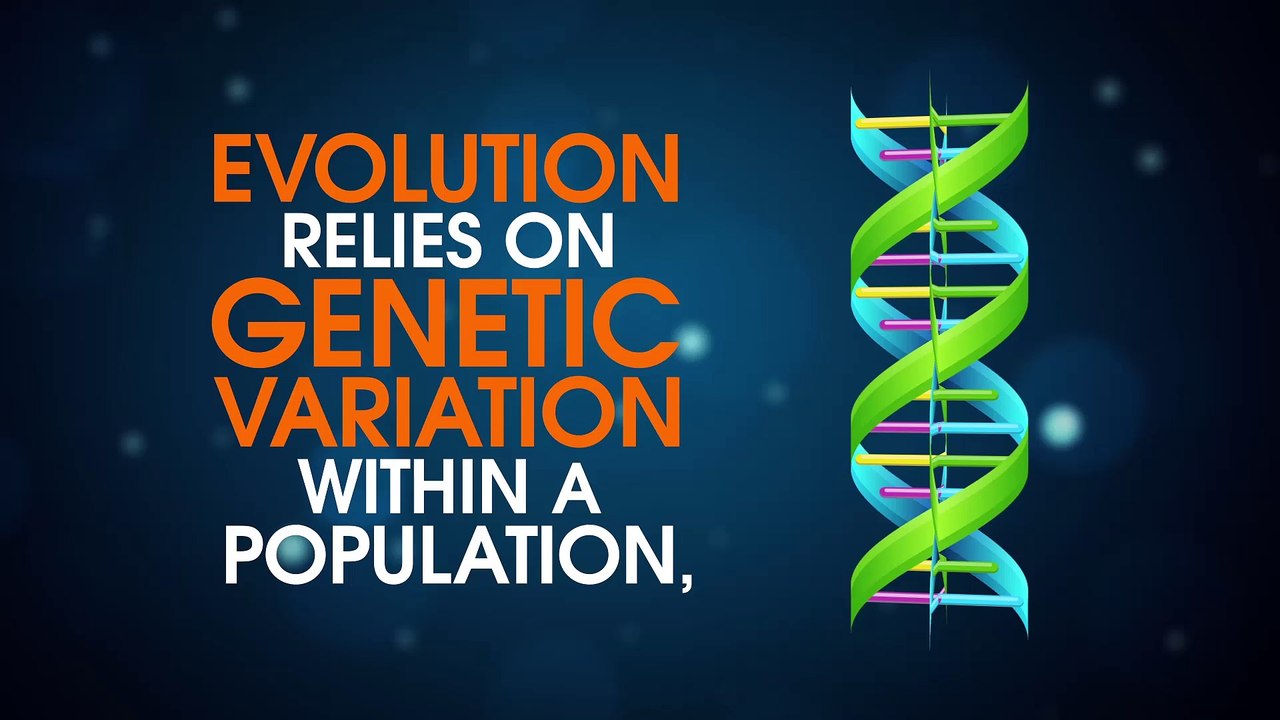 How Does Evolution Work?