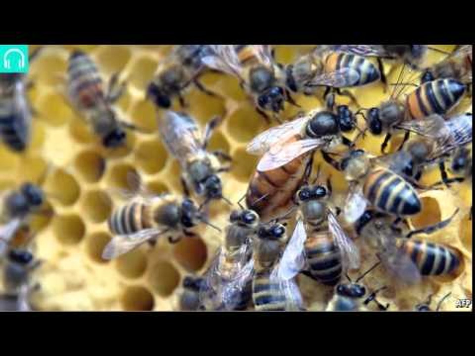 Quantum leaps and bee-conomics