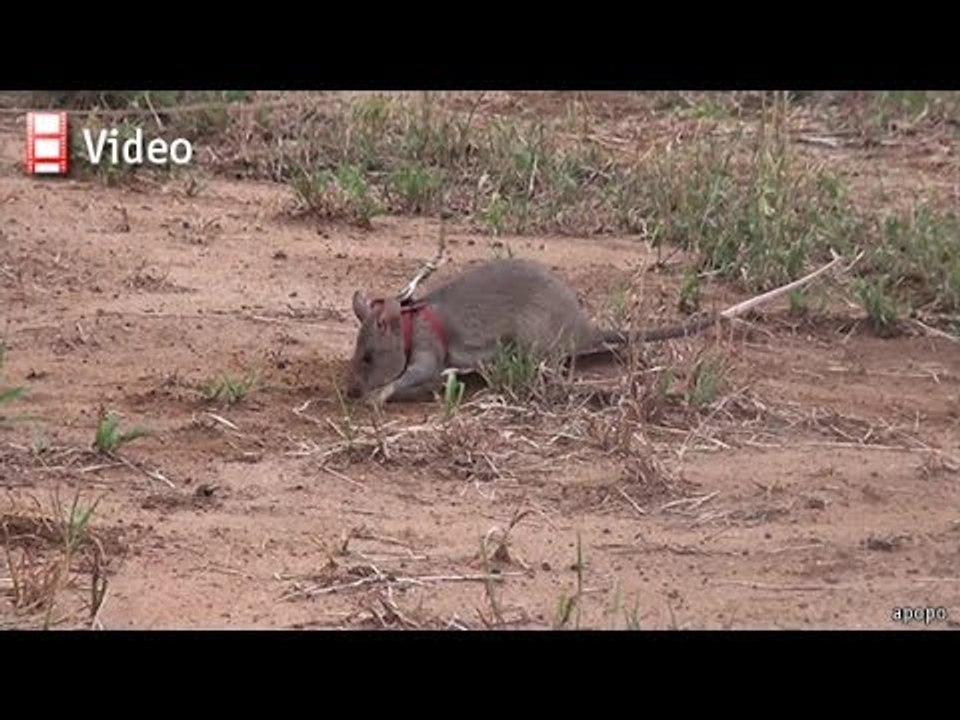 Babbage: HeroRATS and nanosats