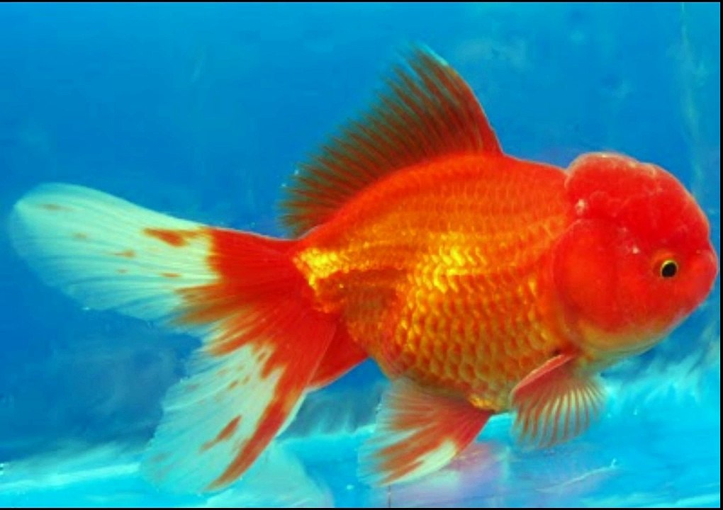 Everything about Oranda Goldfish