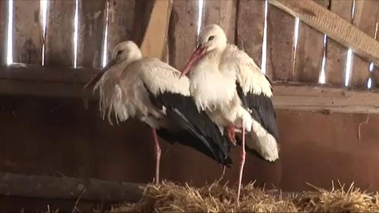 Bulgáriai Falusiak Mentik a Fagyott Gólyákat 🦢