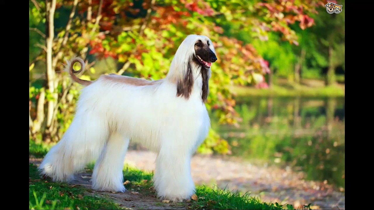 Everything about Afghan Hound