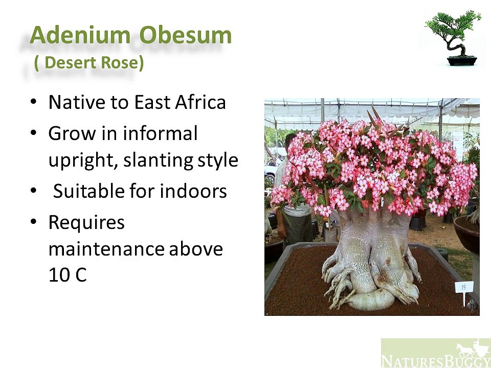 Different Species of Bonsai Plants