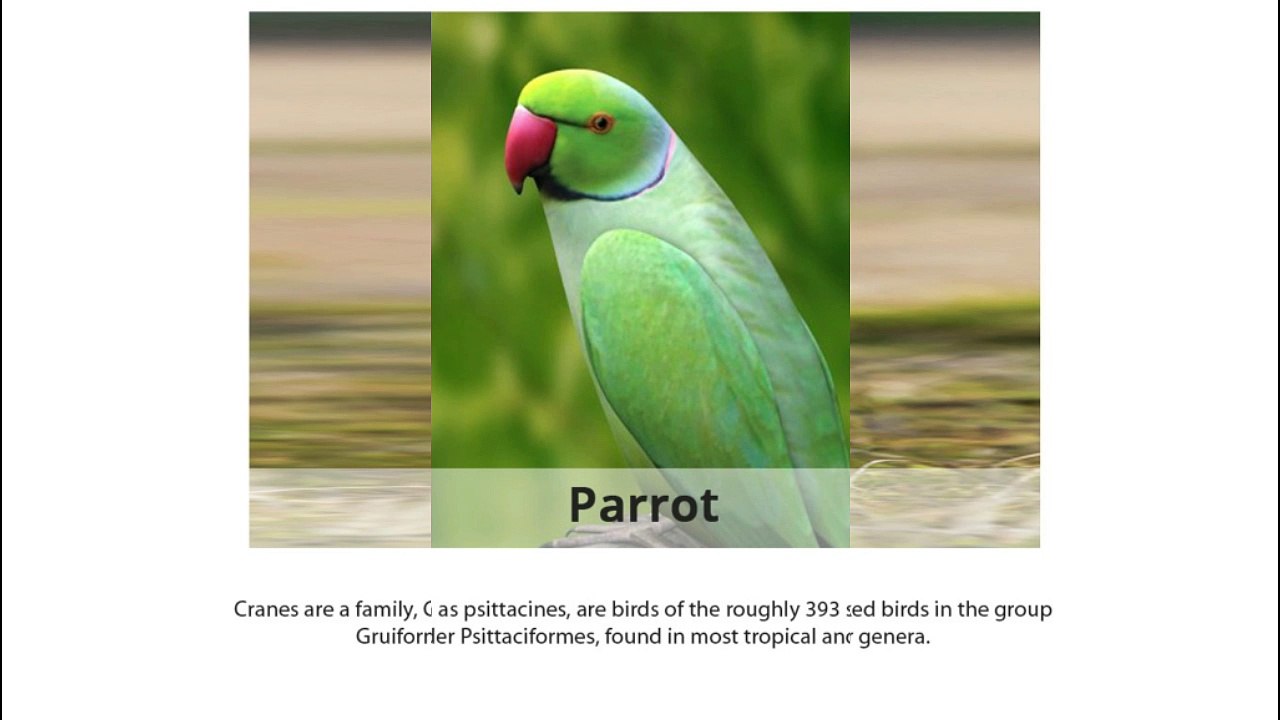 Different Types of Birds
