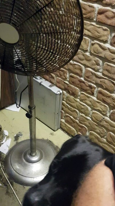 Magnetism Blows Dog's Mind