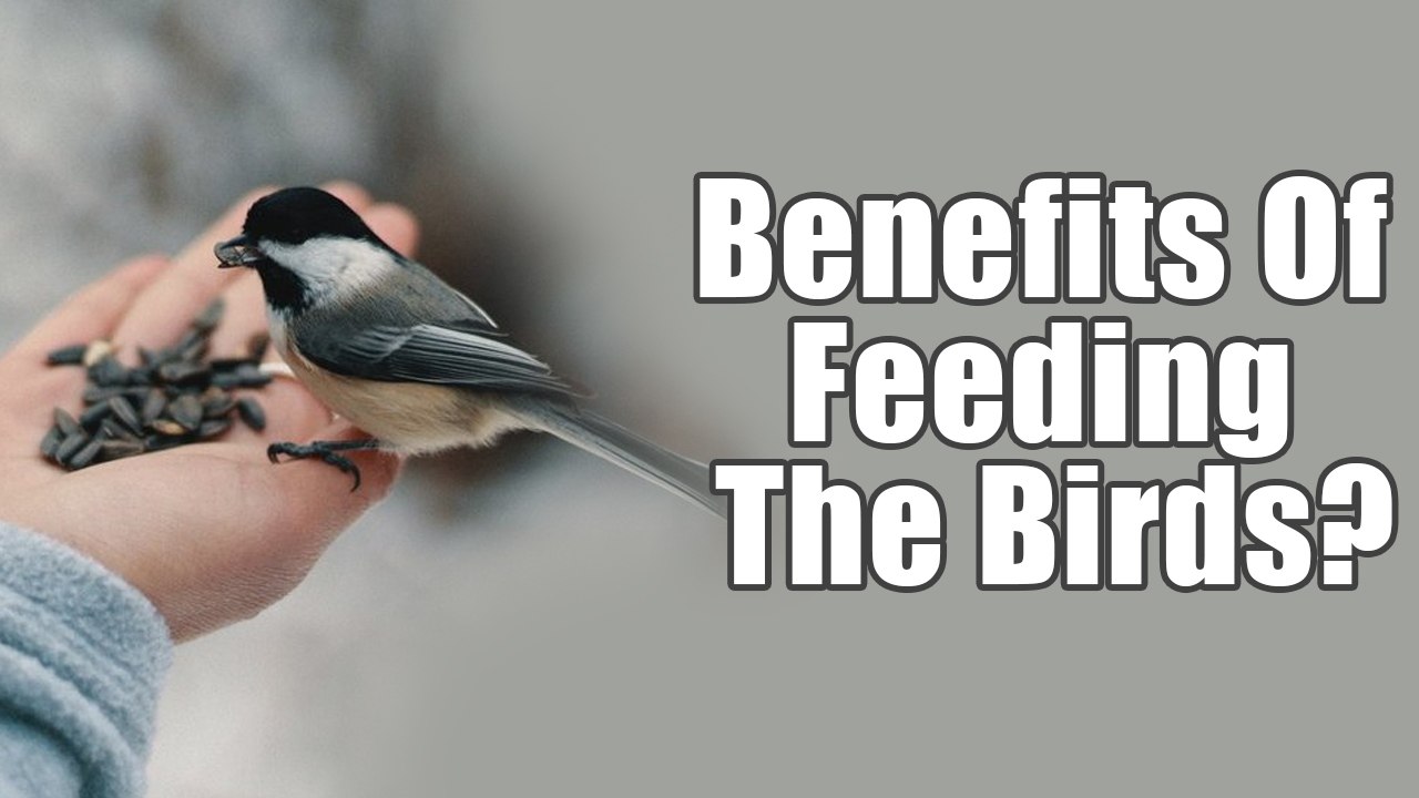 Benefits of Bird Feeding