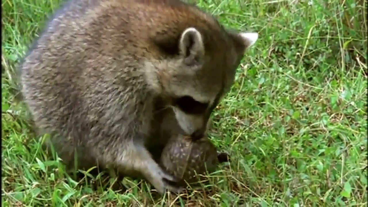 Animal Planet    The differences between turtles and tortoises