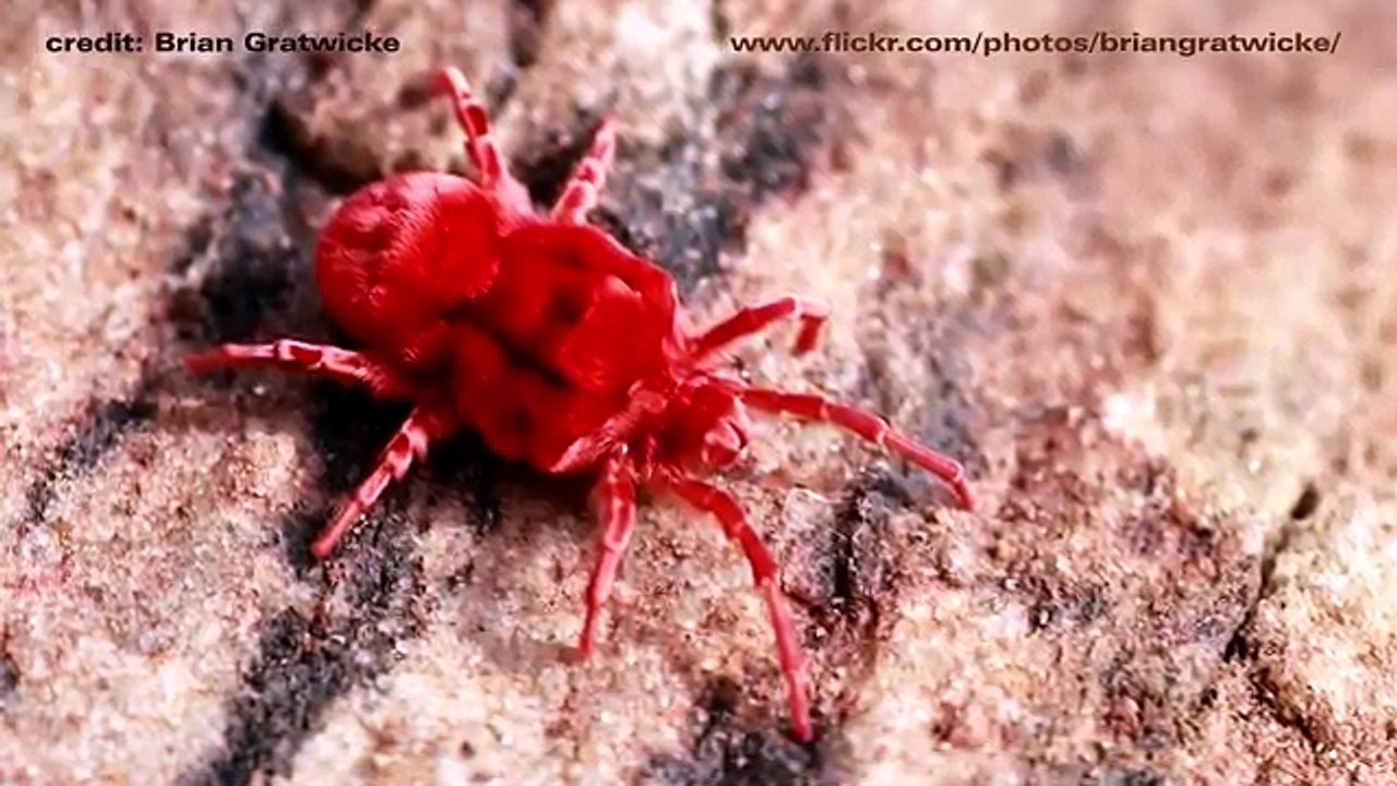 Best Daddy Long Legs Explanation