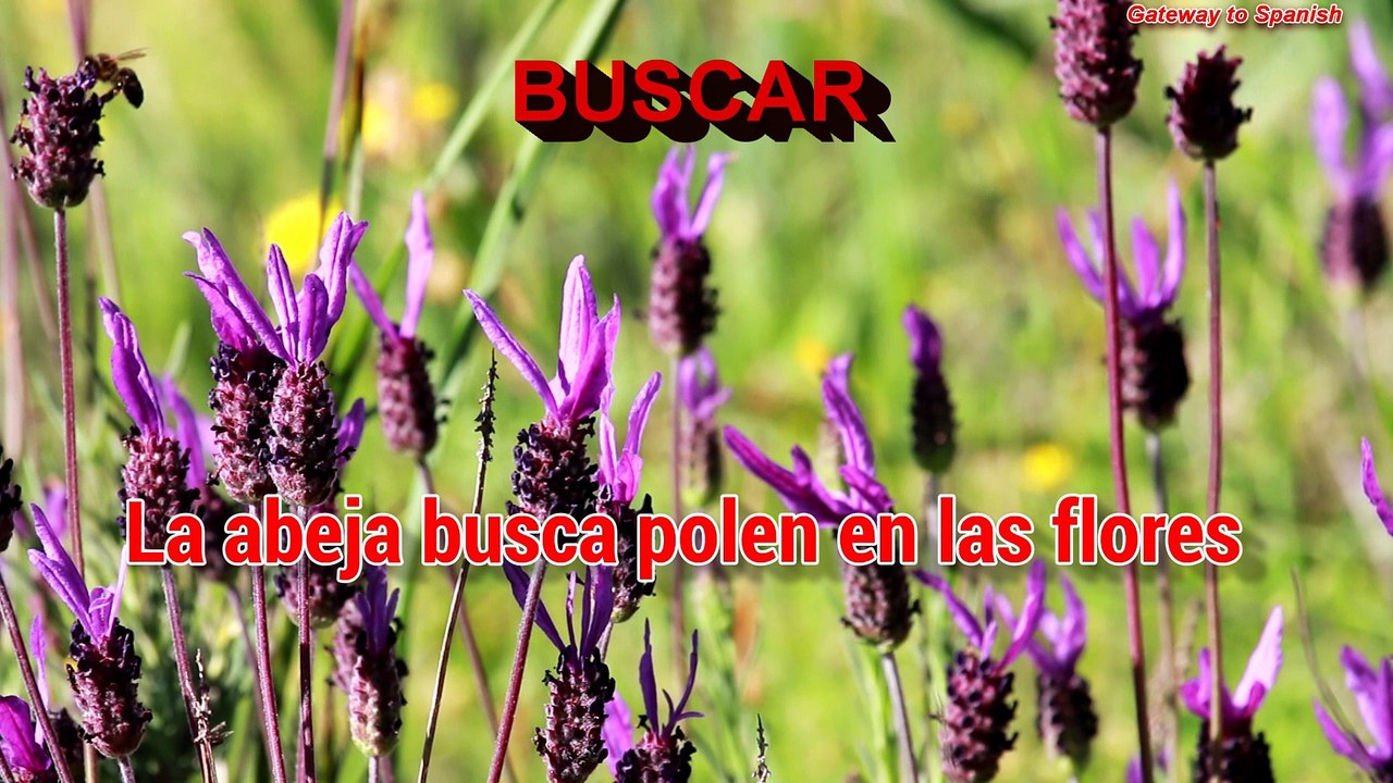 Spanish vocabulary: basic verbs (part 1)