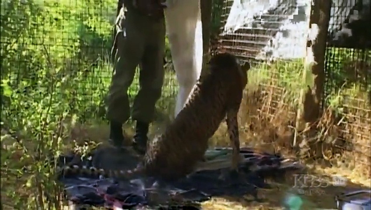 The Cheetah Orphans - (Documentary Full Length)