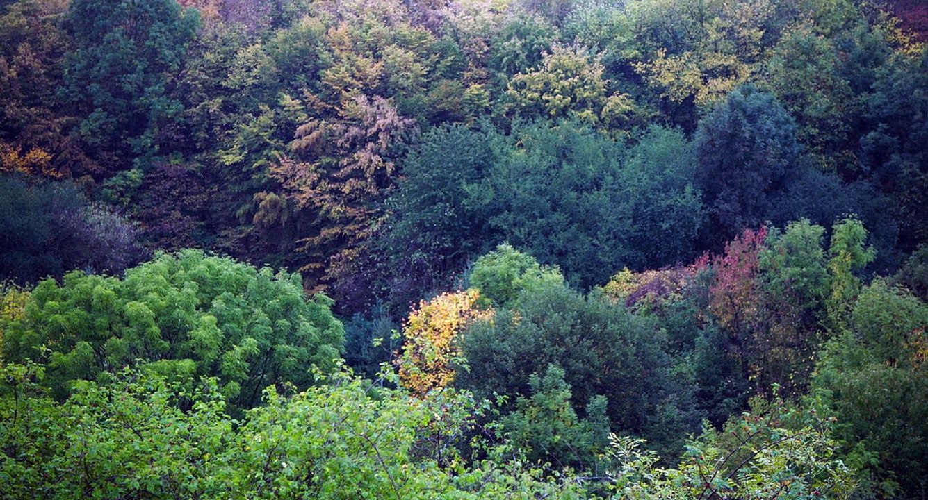 Red Trees 2017 Part 1