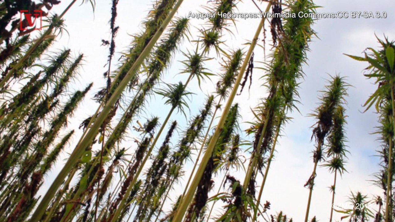 What Is Hemp & How Is It Used?