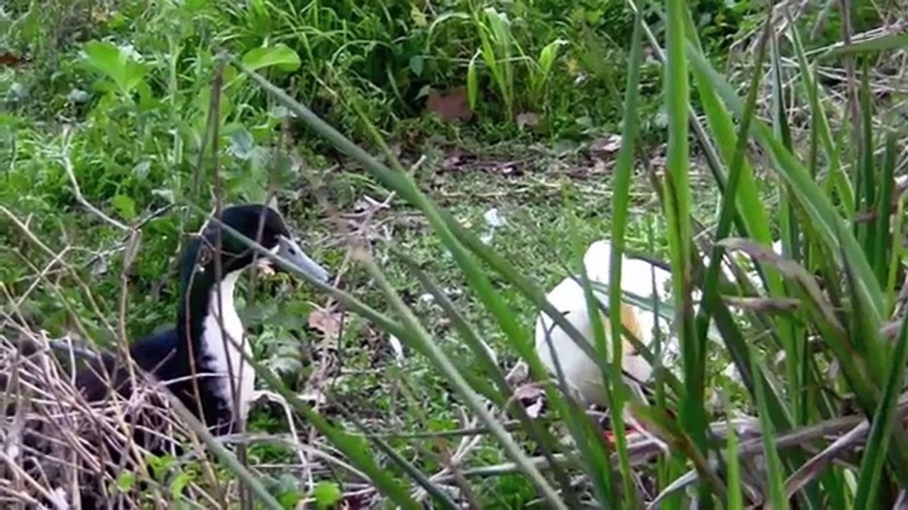 BABY FARM & ZOO ANIMALS / ANIMAL SONG COLLECTION - Kindergarten, First, & Second Grade