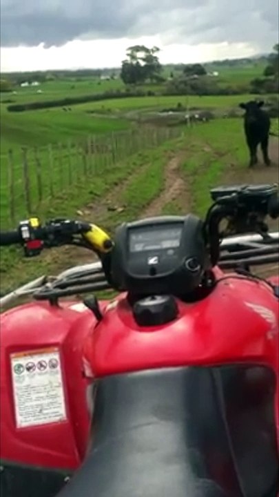 Bull Charges Man on Four Wheeler