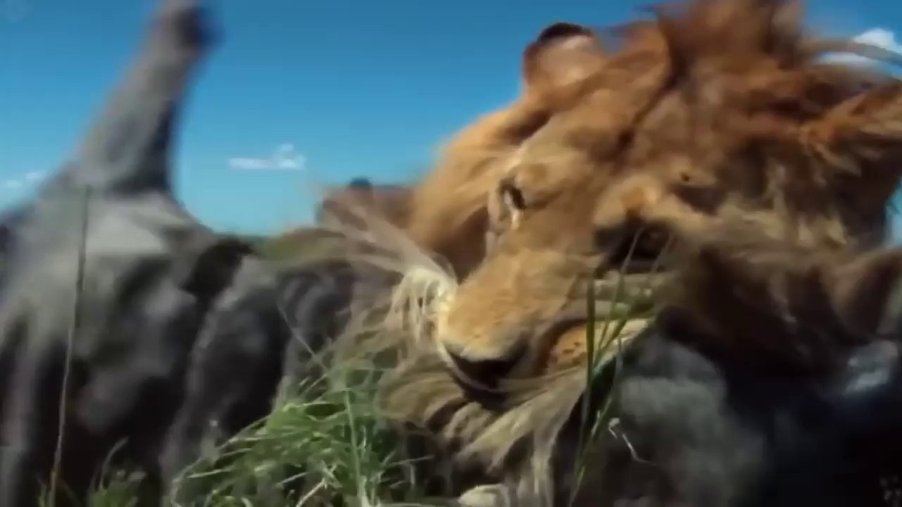 Best Documentary - David Attenborough's - Great Migration