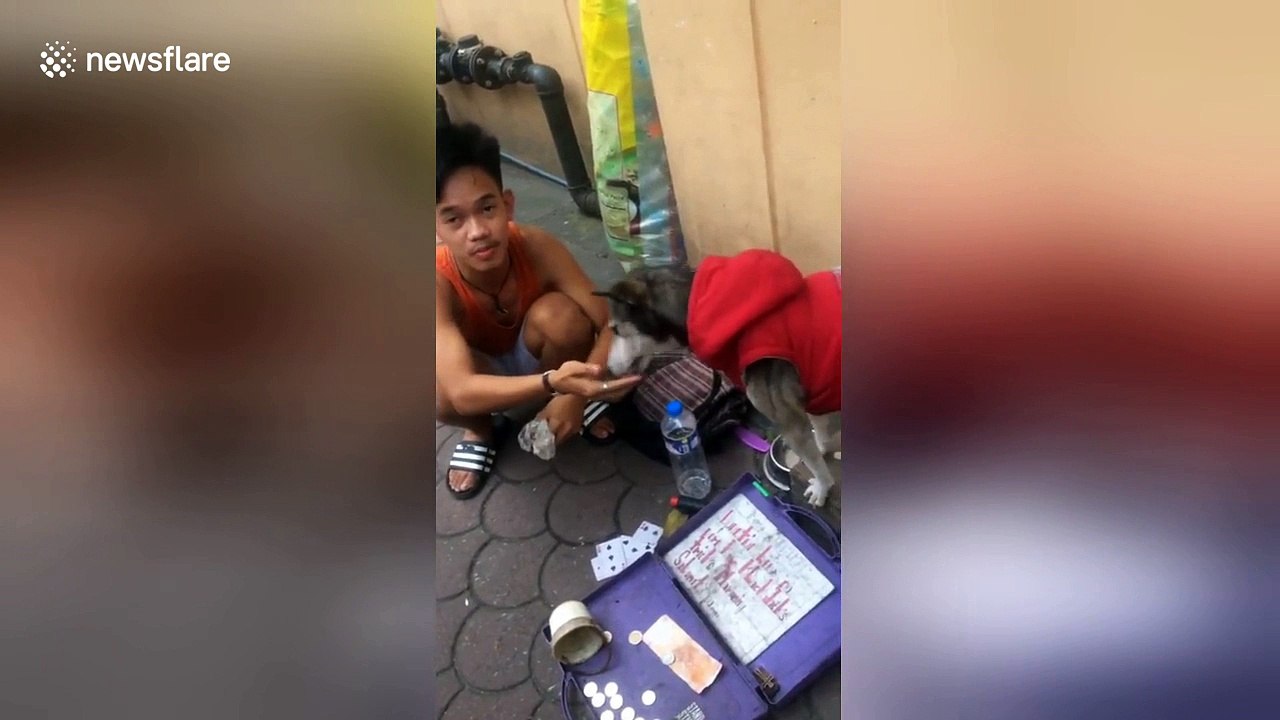 Clever rescue dog entertains commuters by doing maths