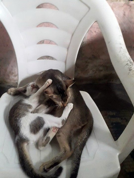 Humans or animals..Mother's love is mother's love!