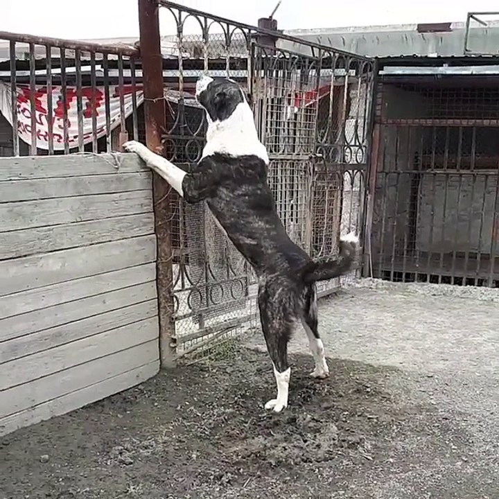 Central Asian Shepherd
