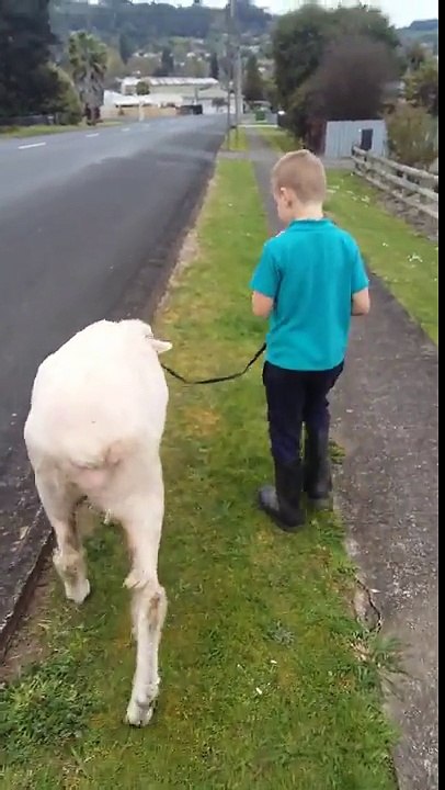 Quand tu sors promener ton mouton