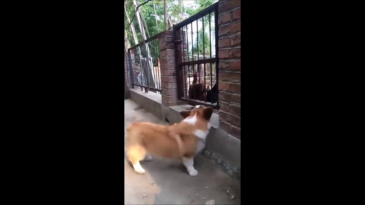 Ce chien fait le chaud devant les poules mais quand on le met avec elles c'est une autre histoire