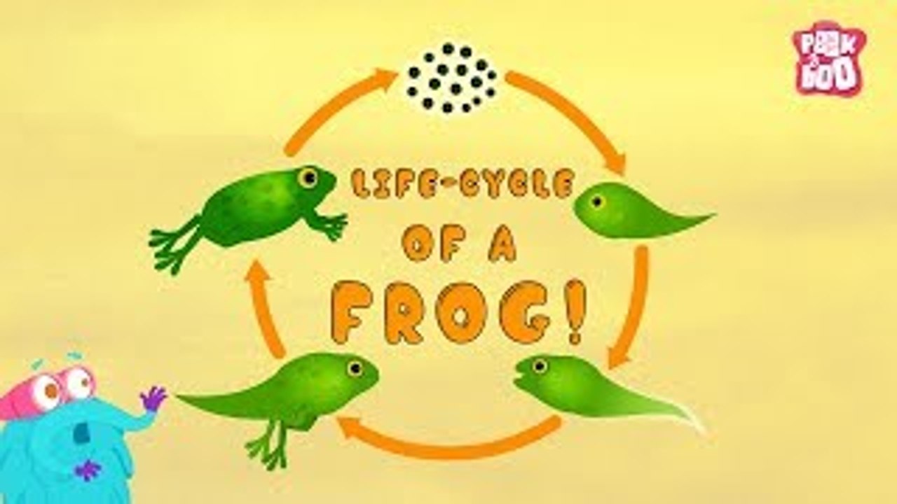 Life Cycle Of A FROG! - The Dr. Binocs Show | Best Learning Videos For Kids | Peekaboo Kidz