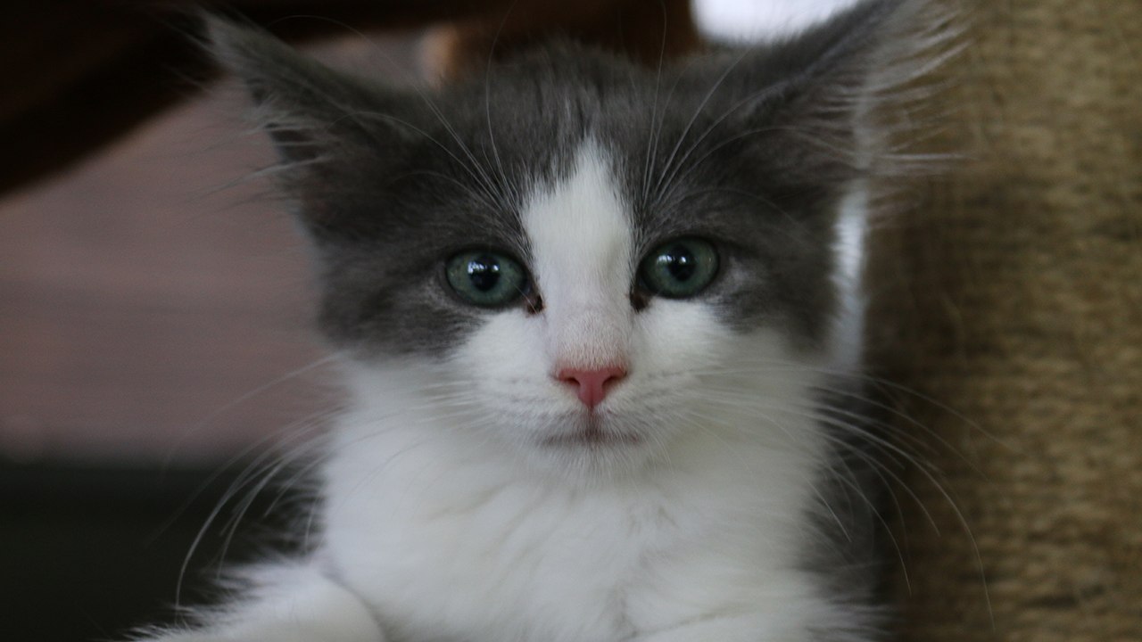 kittens, Kittens, KITTENS!!!