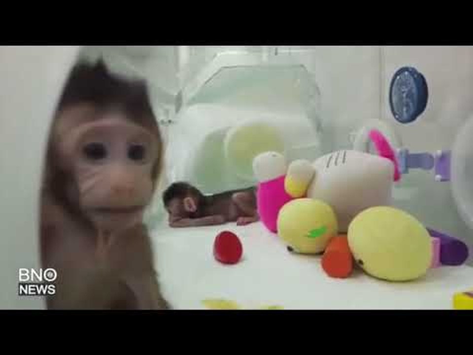 World’s First Primates Cloned With Transferred DNA
