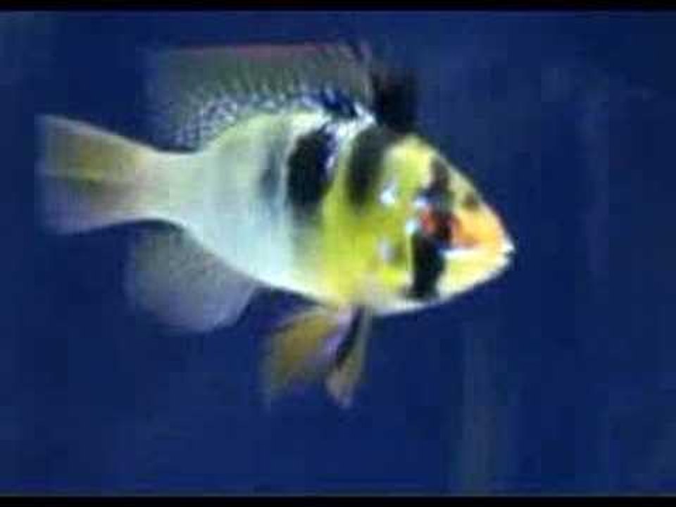 Practical Fishkeeping live at Aquarama 2007