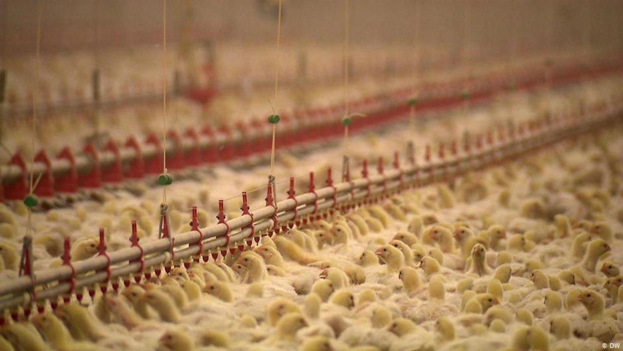 دجاج مُسمن أم دجاج عضوي؟