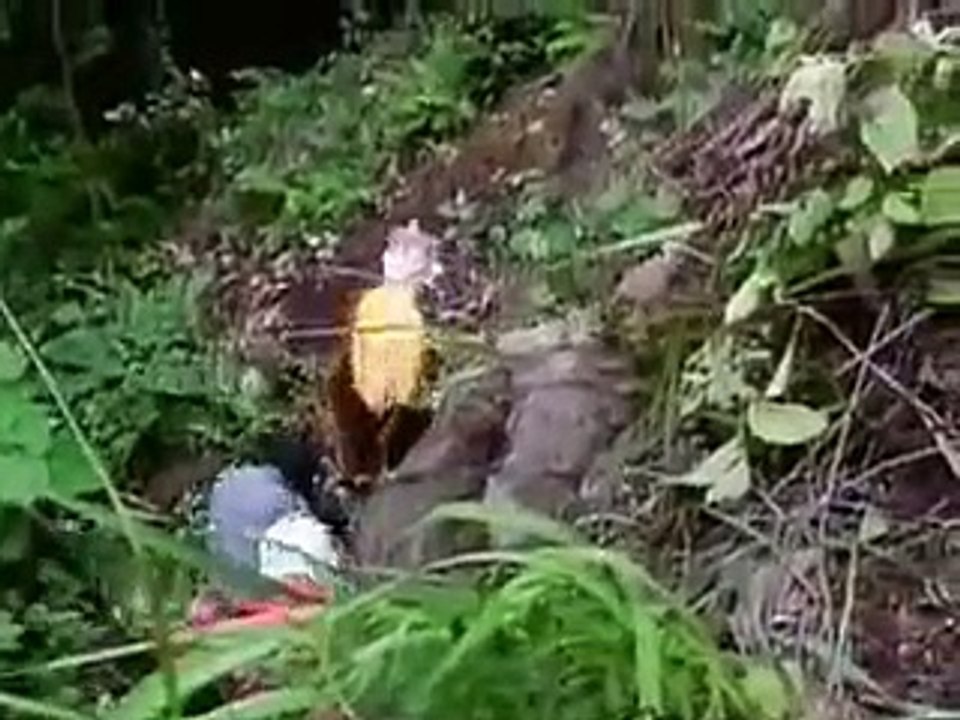 배운바카라발과달라고풀싸롱: 온라인 바카라 규칙과 최신 소식 🃏