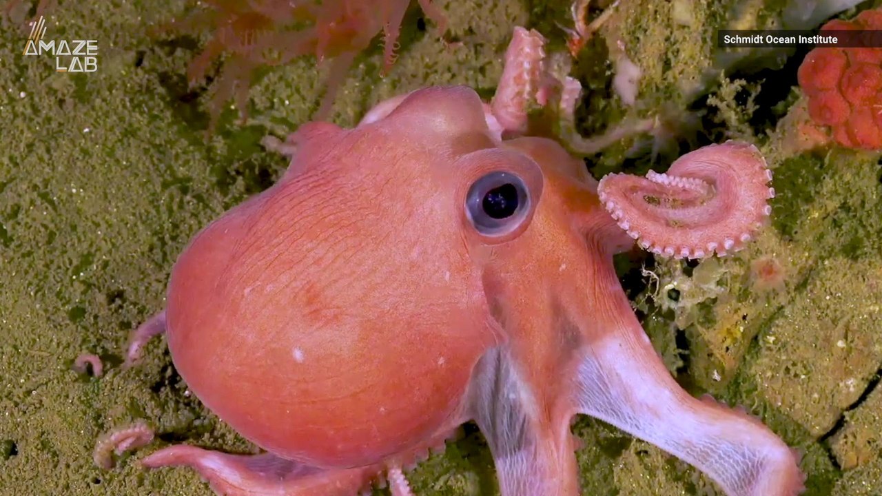 Take A Deep Dive Into The Waters Where New Deep Sea Creatures Were Discovered!