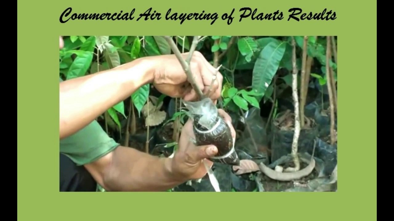 Air layering Result | Mairi Air Layering ka result, Aik Motivational video must watch |