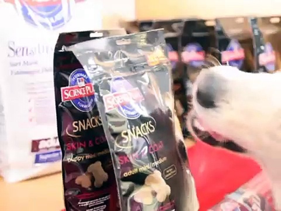 Clever food. Clever dog