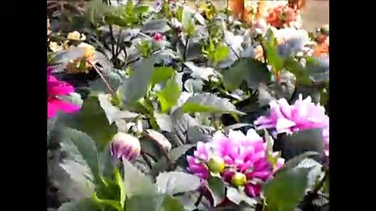 Morning Beauty: Spring Blossoms