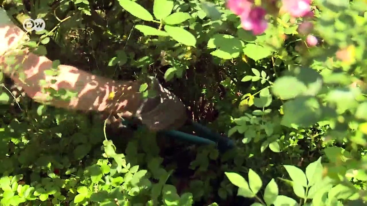 Open borders and elderly care | DW Documentary